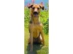 Adopt Shilo AKA Shira a German Shepherd Dog, Hound