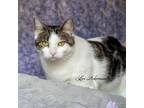 Adopt Yadira a Tabby