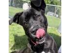 Adopt Wendy a Labrador Retriever, Mixed Breed