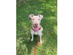 Adopt Bianca a Pit Bull Terrier, Mixed Breed