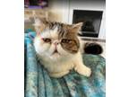 Adopt Vandy a Persian