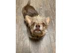 Adopt Ginger Rogers a Yorkshire Terrier, Norwich Terrier