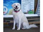 Adopt Aria a Great Pyrenees