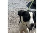 Adopt Dakota a Boxer