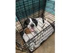 Adopt Moon a Great Pyrenees, Labrador Retriever