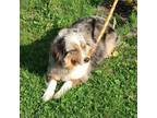 Adopt Lil Miss Tessi a Australian Shepherd