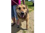 Adopt MARY V a German Shepherd Dog