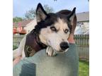 Adopt Brylee a Siberian Husky