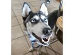 Adopt Sky a Husky