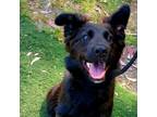 Adopt Stormy (Len's) a Shepherd, Labrador Retriever