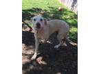 Adopt Coral a Labrador Retriever
