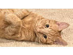 Adopt Susie a Domestic Short Hair