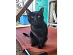 Adopt Rove a Domestic Short Hair