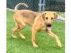 Adopt Viola a Catahoula Leopard Dog, Golden Retriever