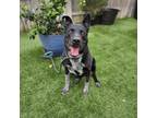 Adopt Daisy a Australian Cattle Dog / Blue Heeler