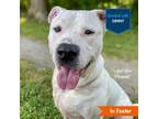 Adopt Lupin a American Staffordshire Terrier