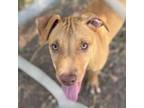Adopt Charles a Black Mouth Cur