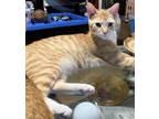 Adopt Albert a Tabby, Domestic Short Hair
