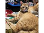 Adopt Leonardo a Tabby, Domestic Short Hair