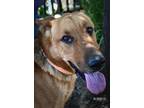 Adopt CHARLIE BROWN a German Shepherd Dog