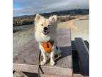 Adopt CHUCKLES a Spitz, Pomeranian