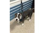 Adopt BLUE a Pit Bull Terrier