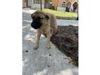 Adopt OAK a German Shepherd Dog