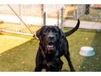 Adopt RUCKER a Mastiff, Labrador Retriever