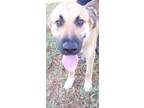 Adopt CHARLIE a German Shepherd Dog, Mixed Breed