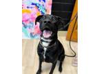 Adopt Dwight a Labrador Retriever, Pointer