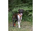 Adopt Zeke a American Staffordshire Terrier, Mixed Breed