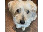 Adopt Jojo D15073 a Yorkshire Terrier