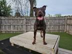Adopt Leonard a Pit Bull Terrier