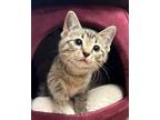 Adopt 4/30/24 - Baja a Domestic Short Hair