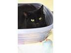Adopt Taki a Domestic Short Hair