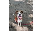 Adopt Saint a Retriever, Mixed Breed