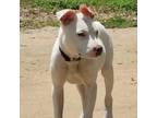 Adopt Astro a Staffordshire Bull Terrier, Beauceron