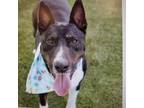Adopt GONZO a Bull Terrier, Labrador Retriever