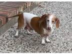 Adopt Baxter a Dachshund