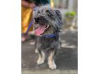 Larry Schnauzer (Miniature) Adult Male