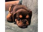 Bowser English Bulldog Puppy Male