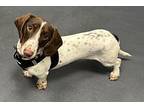 Speckles Dachshund Young Male