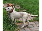 Fancy Beagle Puppy Female