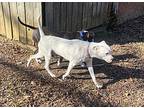 Domino American Staffordshire Terrier Puppy Male