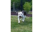 Flora* Mixed Breed (Small) Young Female