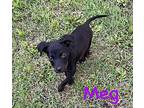 Meg Boxer Puppy Female