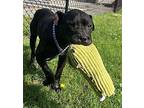 Sprocket Mixed Breed (Medium) Young Male