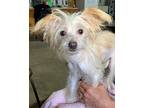 Fifi Chinese Crested Puppy Female