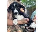 Nancy Labrador Retriever Puppy Female