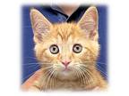 Mowgli Domestic Shorthair Kitten Male